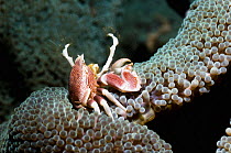Porcelain crab (Neopetrolisthes maculatus) feeding, Manado, North Sulawesi, Indonesia