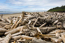Driftwood washed up on beach at Olympic National Park, Washington, USA, June 2006