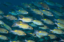 Yellowspot emperors (Gnathodentex aurolineatus) schooling on coral reef, Maldives, Indian Ocean