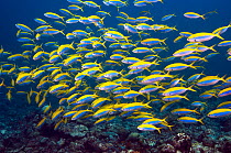 Yellowtop fusiliers (Caesio xanthonota) school over coral reef, Maldives, Indian Ocean