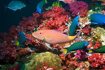 Yellowsaddle goatfish (Parupeneus cyclostomus) hunting over corals, Andaman Sea, Thailand