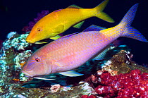 Yellowsaddle goatfish (Parupeneus cyclostomus) pair hunting over corals, Andaman Sea, Thailand