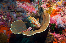 Coral hind (Cephalopholis miniata) lying in coral basin (Agaricia undata) Andaman Sea, Thailand