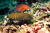 Peacock grouper (Cephalopholis argus) and Coral hind (Cephalopholis miniata) Andaman Sea, Thailand.
