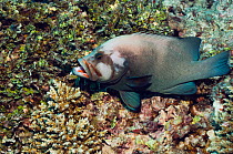 Redmouth grouper (Aethaloperca rogaa). Maldives.