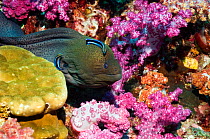 Giant moray eel (Gymnothorax javanicus) emerging from soft corals, being cleaned by Bluestreak cleaner wrasse, Andaman Sea, Thailand
