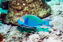 Greenthroat or Singapore parrotfish (Scarus prasiognathus), terminal male with a Remora or Sharksucker (Echeneis naucrates), Andaman Sea, Thailand.