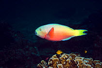 Indian-ocean steephead parrotfish (Chlorurus strongycephalus) female. Andaman Sea, Thailand.