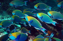 Greenthroat or Singapore parrotfish (Scarus prasiognathus), large school of terminal males shoaling, Andaman Sea, Thailand.