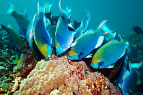 Greenthroat or Singapore parrotfish (Scarus prasiognathus) large school of terminal males grazing on algae covered coral boulders, Andaman Sea, Thailand.