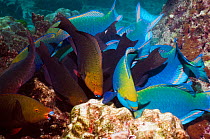 Greenthroat or Singapore parrotfish (Scarus prasiognathus), large school of terminal males and females grazing on algae covered coral boulders, Andaman Sea, Thailand.