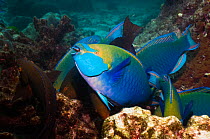 Greenthroat or Singapore parrotfish (Scarus prasiognathus), terminal males and females amongst coral, Andaman Sea, Thailand.