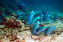 Greenthroat or Singapore parrotfish (Scarus prasiognathus), large school of terminal males grazing on algae covered coral rubble on sandy bottom, Andaman Sea, Thailand.