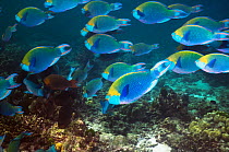 Greenthroat or Singapore parrotfish (Scarus prasiognathus), large school of terminal males swimming over coral reef, Andaman Sea, Thailand.