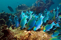 Greenthroat or Singapore parrotfish (Scarus prasiognathus), large school of terminal males grazing on algae covered coral boulders, Andaman Sea, Thailand.