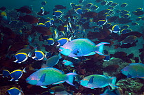 Greenthroat or Singapore parrotfish (Scarus prasiognathus), terminal males with females and Powderblue surgeonfish (Acanthurus leucosternon) in background, Andaman Sea, Thailand.