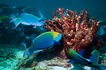 Greenthroat or Singapore parrotfish (Scarus prasiognathus), terminal males grazing on algae covered coral, Andaman Sea, Thailand