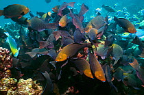 Greenthroat or Singapore parrotfish (Scarus prasiognathus) females with some terminal males grazing on algae covered coral boulders, Andaman Sea, Thailand.