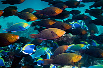 Greenthroat or Singapore parrotfish (Scarus prasiognathus) large school of females with some terminal males swimming over coral reef, Andaman Sea, Thailand.