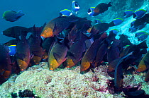Greenthroat or Singapore parrotfish (Scarus prasiognathus), large school of females grazing on algae covered coral boulder, Andaman Sea, Thailand.