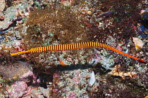 Yellowbanded pipefish (Doryhamphus pessuliferus) with eggs attached to his stomach, Rinca, Komodo National Park, Indonesia
