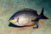 Rivulated rabbitfish (Siganus rivulatus) being cleaned by a Bluestreak cleaner wrasse (Labroides dimidiatus) Andaman Sea, Thailand