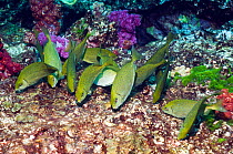 Dusky rabbitfish (Siganus fuscescens), school grazing on algae. Andaman Sea, Thailand.