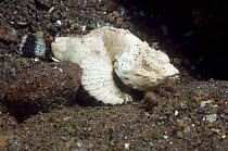 Humpback or Devil scorpionfish (Scorpaenopsis diabolus) Rinca, Komodo National Park, Indonesia