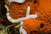 Synaptid sea cucumber (Holothuroidea) on sponge, Rinca, Komodo National Park, Indonesia