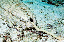 Sea cucumber (Thelenota anax) defecating. The most massive holothurian in the Indo-Pacific, reaching 1 meter in length. Andaman Sea, Thailand.