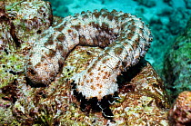 Graeff's sea cucumber (Bohadschia graeffei) Andaman Sea, Thailand.