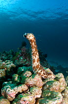 Graeff's sea cucumber (Bohadschia graeffei) has climbed on top of a coral boulder to spawn, Andaman Sea, Thailand