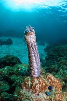Graeff's sea cucumber (Bohadschia graeffei) has climbed on top of a coral boulder to spawn, Andaman Sea, Thailand
