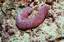 Edible sea cucumber (Holothuria edulis) one of the edible species of sea cucumbers served as 'sea slugs', 'trepang' or 'Beche de mer'. Maldives, Indian Ocean
