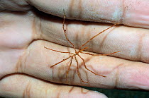 Sea spider (Pycnogonid) Rinca, Komodo National Park, Indonesia