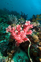 Soft coral (Dendronephthya sp.) on coral reef., Rinca, Komodo National Park, Indonesia