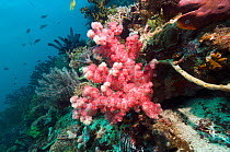 Soft coral (Dendronephthya sp.) on coral reef,  Rinca, Komodo National Park, Indonesia