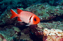 Splendid soldierfish (Myripristis melanostica) Maldives, Indian Ocean