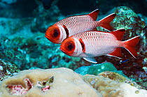 Splendid soldierfish (Myripristis melanostica), Maldives, Indian Ocean