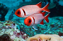 Splendid soldierfish (Myripristis melanostica) Maldives, Indian Ocean