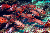 Red / Crimson soldierfish (Myripristis murdjan) Maldives, Indian Ocean