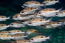 Striped monocle bream or Spinecheek (Scolopsis lineata) Bunaken National Park, Indonesia