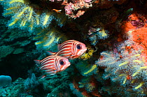 Threespot squirrelfish (Sargocentron cornutum) pair under overhang with soft corals, Andaman Sea, Thailand