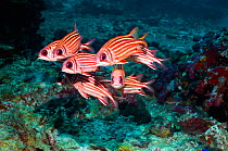Threespot squirrelfish (Sargocentron cornutum)Andaman Sea, Thailand