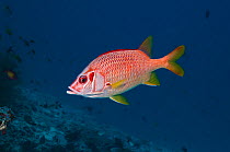 Long jawed / Sabre squirrelfish (Sargocentron spiniferum) Maldives, Indian Ocean