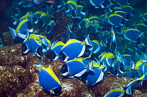 Powder blue surgeonfish (Acanthurus leucosternon), large school feeding on algae on coral boulders, Andaman Sea, Thailand