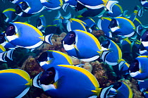 Powder blue surgeonfish (Acanthurus leucosternon), large school feeding on algae on coral boulders, Andaman Sea, Thailand