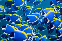 Powder blue surgeonfish (Acanthurus leucosternon), large school swimming, Andaman Sea, Thailand