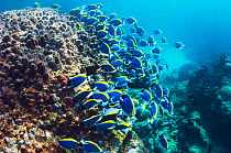 Powder blue surgeonfish (Acanthurus leucosternon), large school feeding on algae on coral boulders,  Andaman Sea, Thailand.