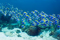 Powder blue surgeonfish (Acanthurus leucosternon), large school swimming, Andaman Sea, Thailand.